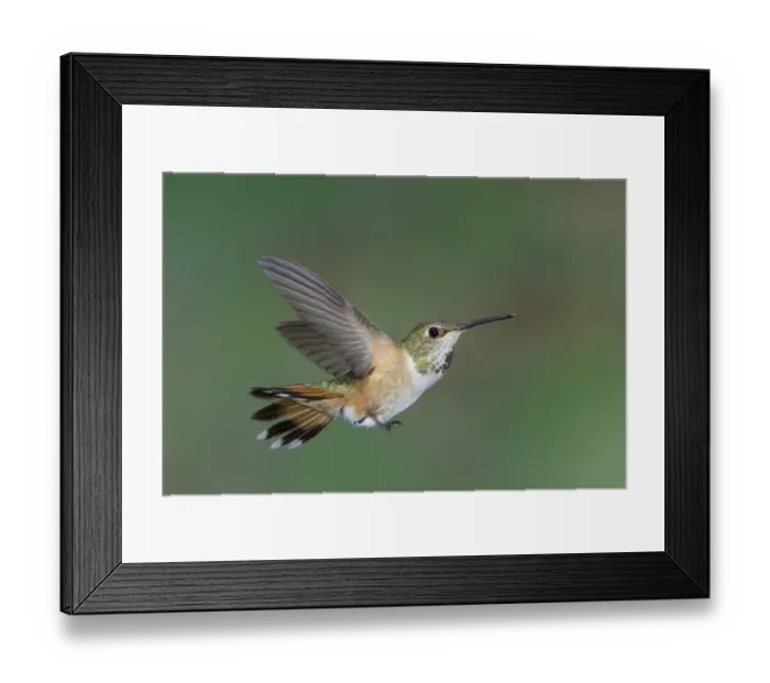 Framed Print : Rufous Hummingbird (Selasphorus rufus) adult female, in flight, British Columbia, Canada, may