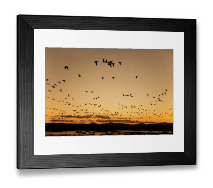 Framed Print : Barnacle Goose (Branta leucopsis) flock, in flight, silhouetted at sunrise, Loch Gruinart RSPB Reserve, Islay, Inner Hebrides, Scotland, november Framed Print : Barnacle Goose (Branta leucopsis) flock, in flight, silhouetted at sunrise, Loch Gruinart RSPB Reserve, Islay, Inner Hebrides, Scotland, november