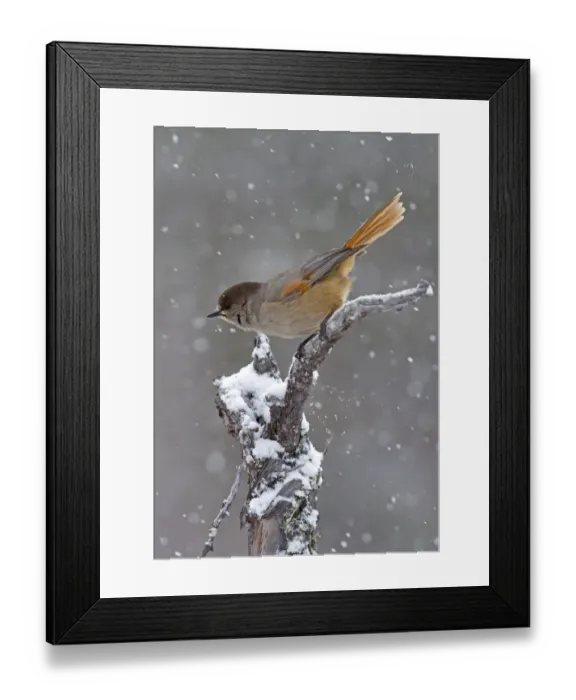 Framed Print : Siberian Jay (Perisoreus infaustus) adult, perched on snow covered branch during snowfall, Finland, march Framed Print : Siberian Jay (Perisoreus infaustus) adult, perched on snow covered branch during snowfall, Finland, march