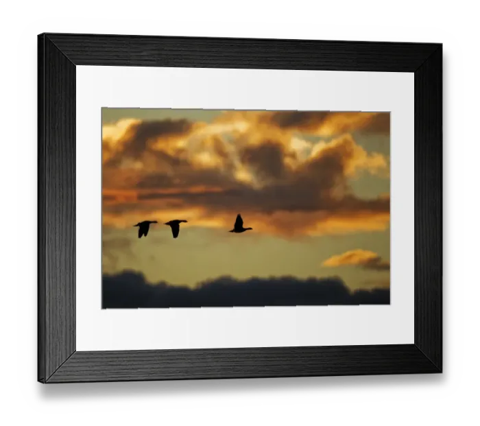 Framed Print : Barnacle Goose (Branta leucopsis) three, in flight, silhouetted at sunrise, Loch Gruinart RSPB Reserve, Islay, Inner Hebrides, Scotland, november Framed Print : Barnacle Goose (Branta leucopsis) three, in flight, silhouetted at sunrise, Loch Gruinart RSPB Reserve, Islay, Inner Hebrides, Scotland, november