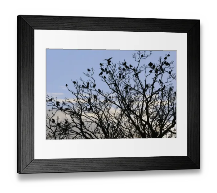 Framed Print : Jackdaw (Corvus monedula) flock, roosting in tree, silhouetted at sunset, Gloucestershire, England, december Framed Print : Jackdaw (Corvus monedula) flock, roosting in tree, silhouetted at sunset, Gloucestershire, England, december