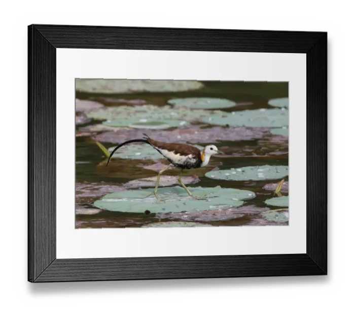 Framed Print : Pheasant-tailed Jacana (Hydrophasianus chirurgus) adult, walking on waterlily pads, Sri Lanka, december Framed Print : Pheasant-tailed Jacana (Hydrophasianus chirurgus) adult, walking on waterlily pads, Sri Lanka, december