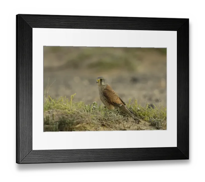 Framed Print : Common Kestrel (Falco tinnunculus dacotiae) adult male, standing on sandy ground, Fuerteventura, Canary Islands, march Framed Print : Common Kestrel (Falco tinnunculus dacotiae) adult male, standing on sandy ground, Fuerteventura, Canary Islands, march