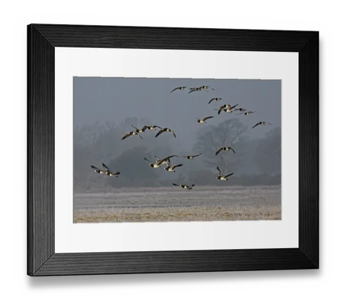Framed Print : Barnacle Goose (Branta leucopsis) flock, in flight, landing on frosty feeding ground, Dumfries, Scotland, march Framed Print : Barnacle Goose (Branta leucopsis) flock, in flight, landing on frosty feeding ground, Dumfries, Scotland, march