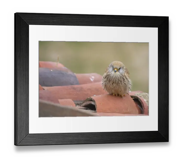 Framed Print : Lesser Kestrel (Falco naumanni) adult female, perched on roof tiles at breeding site, Extremadura, Spain Framed Print : Lesser Kestrel (Falco naumanni) adult female, perched on roof tiles at breeding site, Extremadura, Spain