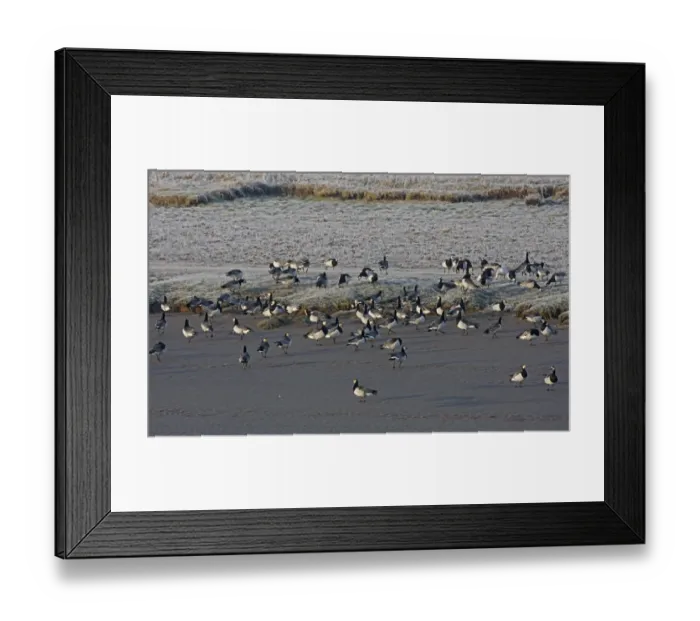 Framed Print : Barnacle Goose (Branta leucopsis) flock, standing on mud and frost covered grass at edge of tidal river, Dumfries, Scotland, march Framed Print : Barnacle Goose (Branta leucopsis) flock, standing on mud and frost covered grass at edge of tidal river, Dumfries, Scotland, march
