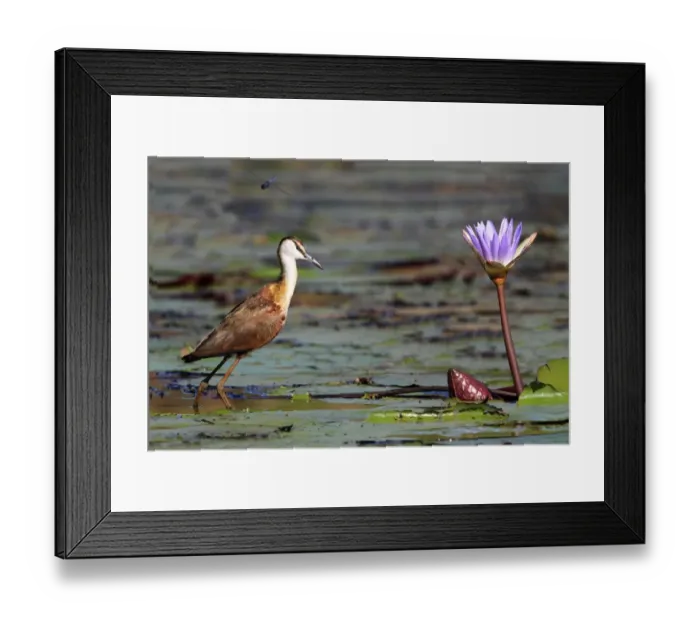 Framed Print : African Jacana (Actophilornis africanus) immature, walking on waterlily pads in wetland, with dragonfly in flight overhead, Okavango Delta, Botswana