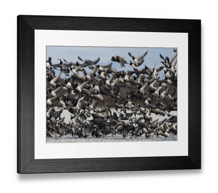 Framed Print : Barnacle Goose (Branta leucopsis) flock, in flight, taking off from snow covered pasture, Caerlaverock, Dumfries and Galloway, Scotland, december Framed Print : Barnacle Goose (Branta leucopsis) flock, in flight, taking off from snow covered pasture, Caerlaverock, Dumfries and Galloway, Scotland, december
