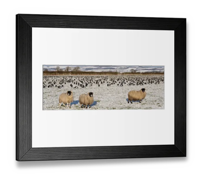 Framed Print : Barnacle Goose (Branta leucopsis) flock, grazing in snow covered pasture with sheep, Caerlaverock, Dumfries and Galloway, Scotland, december Framed Print : Barnacle Goose (Branta leucopsis) flock, grazing in snow covered pasture with sheep, Caerlaverock, Dumfries and Galloway, Scotland, december
