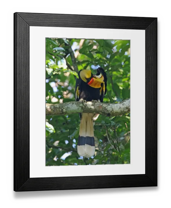 Framed Print : Great Hornbill (Buceros bicornis homrai) adult female, preening under wing, perched on branch, Kaeng Krachan N. P. Thailand, february Framed Print : Great Hornbill (Buceros bicornis homrai) adult female, preening under wing, perched on branch, Kaeng Krachan N. P. Thailand, february