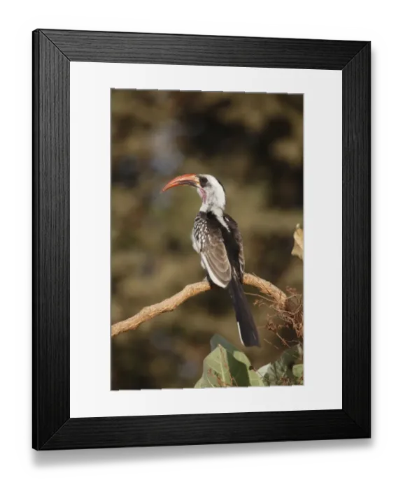 Framed Print : Red-billed Hornbill (Tockus erythrorhynchus) adult, perched on branch, Gambia, january