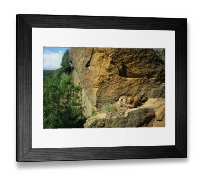 Framed Print : Common Kestrel (Falco tinnunculus) adult female, sitting on nest in cliff habitat, Yorkshire, England Framed Print : Common Kestrel (Falco tinnunculus) adult female, sitting on nest in cliff habitat, Yorkshire, England