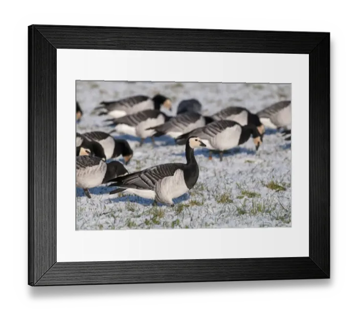 Framed Print : Barnacle Goose (Branta leucopsis) flock, grazing on snow covered pasture, Caerlaverock, Dumfries and Galloway, Scotland, december