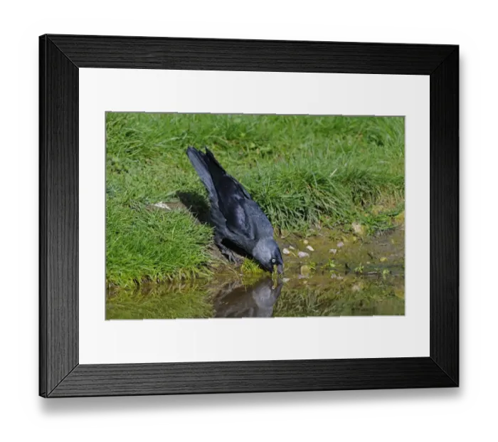 Framed Print : Jackdaw (Corvus monedula) adult, drinking, Oxfordshire, England, april