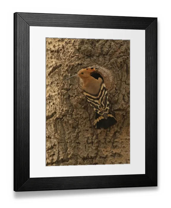 Framed Print : Eurasian Hoopoe (Upupa epops saturata) adult, at nesthole entrance in tree trunk, Beidaihe, Hebei, China, may Framed Print : Eurasian Hoopoe (Upupa epops saturata) adult, at nesthole entrance in tree trunk, Beidaihe, Hebei, China, may