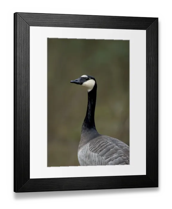 Framed Print : Barnacle Goose (Branta leucopsis) x Canada Goose (Branta canadensis) hybrid, adult, close-up of head and neck, Suffolk, England, february Framed Print : Barnacle Goose (Branta leucopsis) x Canada Goose (Branta canadensis) hybrid, adult, close-up of head and neck, Suffolk, England, february