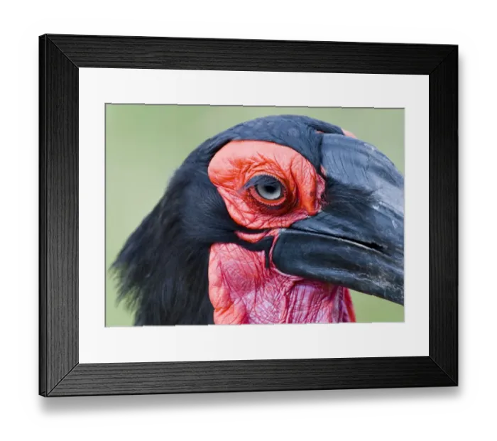 Framed Print : Southern Ground Hornbill (Bucorvus leadbeateri) adult, close-up of head, Masai Mara, Kenya Framed Print : Southern Ground Hornbill (Bucorvus leadbeateri) adult, close-up of head, Masai Mara, Kenya