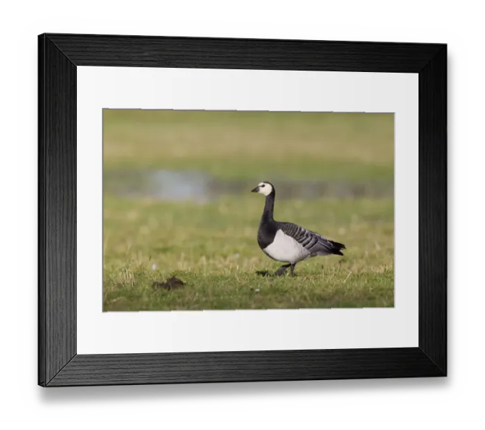 Framed Print : Barnacle Goose (Branta leucopsis) adult, walking on grass in field, Caerlaverock, Dumfries, Scotland, november Framed Print : Barnacle Goose (Branta leucopsis) adult, walking on grass in field, Caerlaverock, Dumfries, Scotland, november