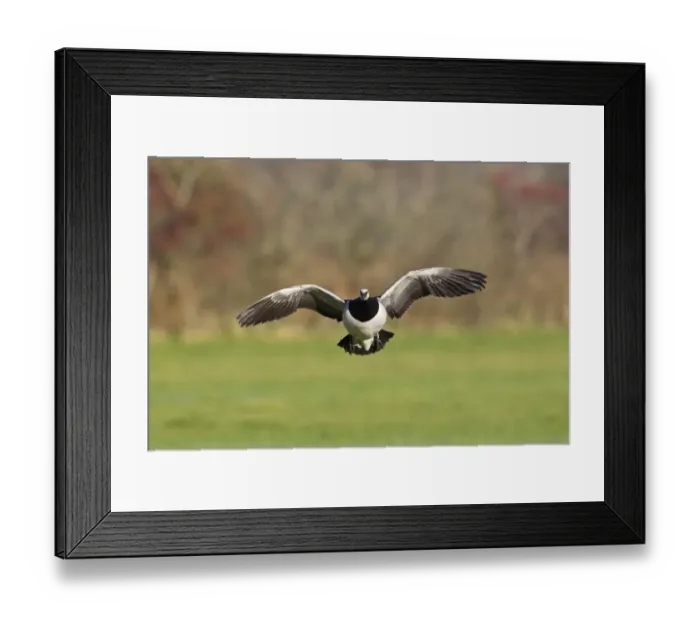 Framed Print : Barnacle Goose (Branta leucopsis) adult, in flight, landing in field, Caerlaverock, Dumfries, Scotland, november Framed Print : Barnacle Goose (Branta leucopsis) adult, in flight, landing in field, Caerlaverock, Dumfries, Scotland, november