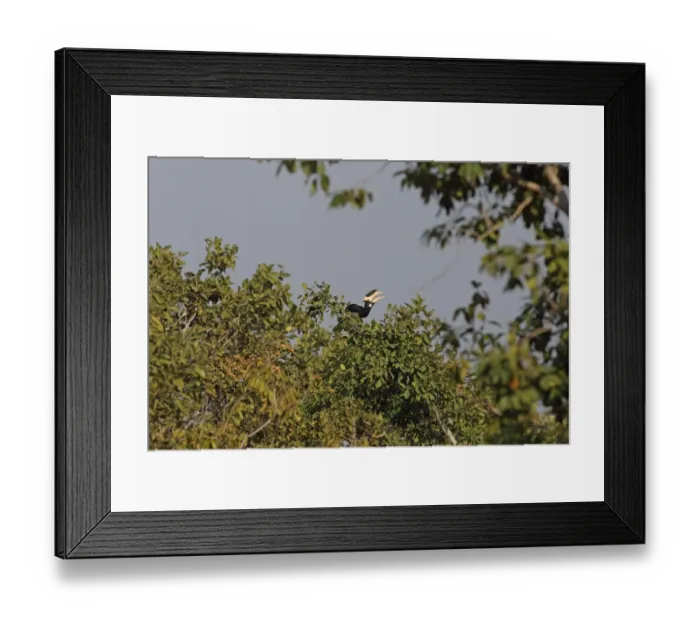 Framed Print : Malabar Pied Hornbill (Anthracoceros coronatus) adult male, feeding, tossing up and catching fruit in beak, perched in treetop, Bandhavgarh N. P. Madhya Pradesh, India, november