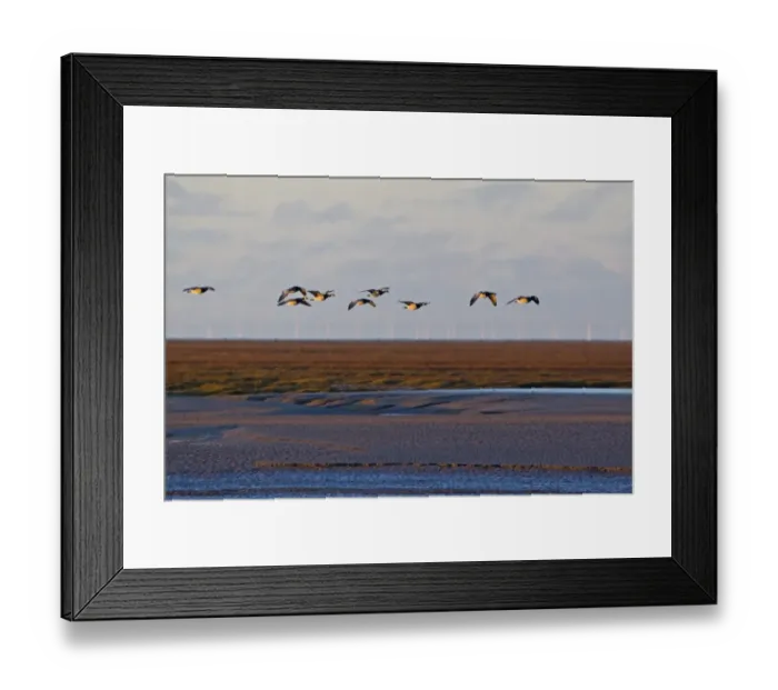 Framed Print : Barnacle Goose (Branta leucopsis) flock, in flight over mudflats and saltmarsh habitat, offshore windfarm in distance, Solway Firth, Caerlaverock, Dumfries, Scotland, november Framed Print : Barnacle Goose (Branta leucopsis) flock, in flight over mudflats and saltmarsh habitat, offshore windfarm in distance, Solway Firth, Caerlaverock, Dumfries, Scotland, november