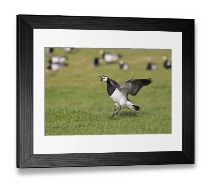 Framed Print : Barnacle Goose (Branta leucopsis) adult, in flight, landing in field, Islay, Inner Hebrides, Scotland, november Framed Print : Barnacle Goose (Branta leucopsis) adult, in flight, landing in field, Islay, Inner Hebrides, Scotland, november