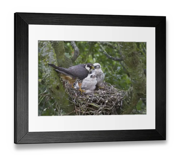 Framed Print : Eurasian Hobby (Falco subbuteo) adult female with chicks at nest, nesting in old crow nest in Oak (Quercus sp. ) tree, Shropshire, England, august Framed Print : Eurasian Hobby (Falco subbuteo) adult female with chicks at nest, nesting in old crow nest in Oak (Quercus sp. ) tree, Shropshire, England, august
