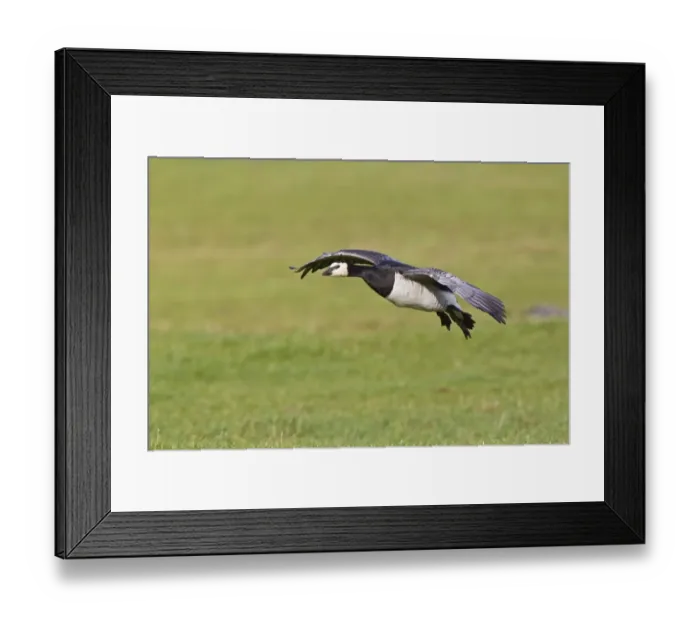 Framed Print : Barnacle Goose (Branta leucopsis) adult, in flight, landing in field, Islay, Inner Hebrides, Scotland, november Framed Print : Barnacle Goose (Branta leucopsis) adult, in flight, landing in field, Islay, Inner Hebrides, Scotland, november