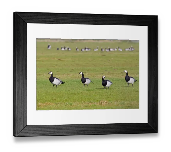 Framed Print : Barnacle Goose (Branta leucopsis) four adults, with flock in background, standing on grass in field, Islay, Inner Hebrides, Scotland, november Framed Print : Barnacle Goose (Branta leucopsis) four adults, with flock in background, standing on grass in field, Islay, Inner Hebrides, Scotland, november