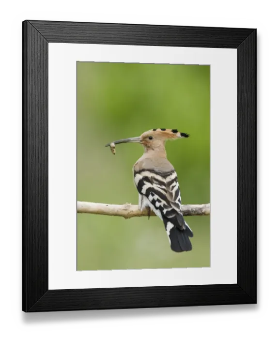 Framed Print : Eurasian Hoopoe (Upupa epops) adult, with food in beak, perched on branch, Hungary, may Framed Print : Eurasian Hoopoe (Upupa epops) adult, with food in beak, perched on branch, Hungary, may