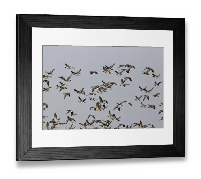 Framed Print : Barnacle Goose (Branta leucopsis) flock, in flight, Islay, Inner Hebrides, Scotland, november