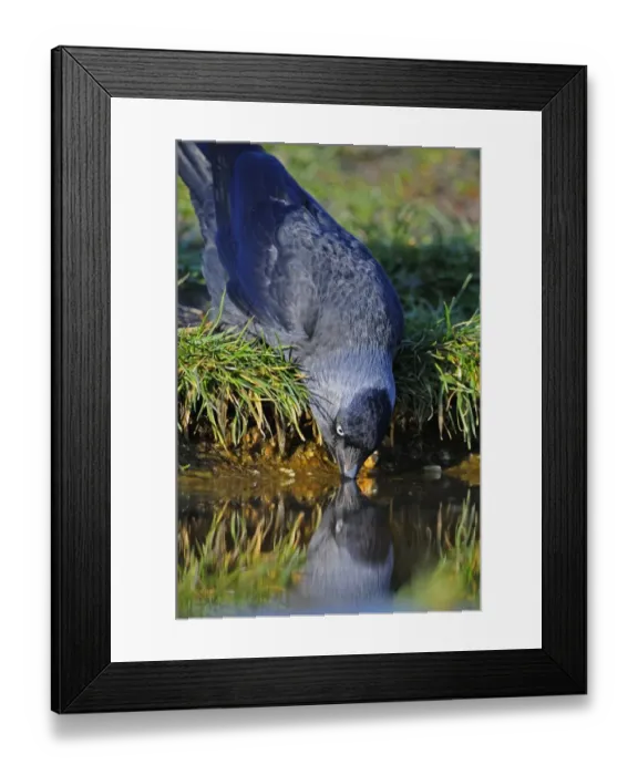 Framed Print : Jackdaw (Corvus monedula) adult, drinking from pond, Oxfordshire, England, march
