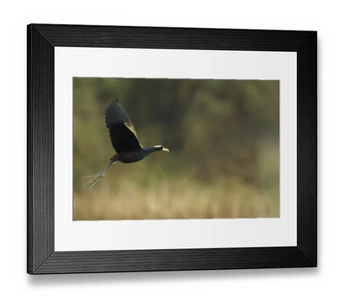 Framed Print : Bronze-winged Jacana (Metopidius indicus) adult, in flight, Keoladeo Ghana N. P. (Bharatpur), Rajasthan, India