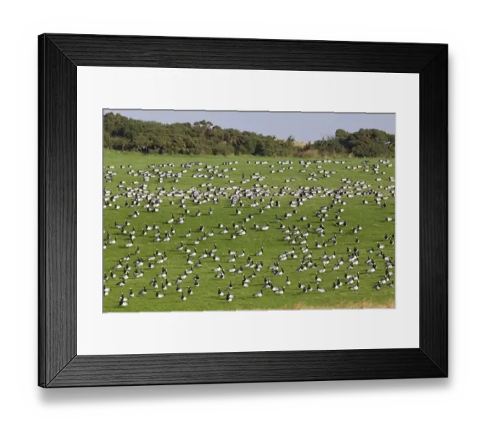 Framed Print : Barnacle Goose (Branta leucopsis) flock, feeding on grass in field, Islay, Inner Hebrides, Scotland, november Framed Print : Barnacle Goose (Branta leucopsis) flock, feeding on grass in field, Islay, Inner Hebrides, Scotland, november