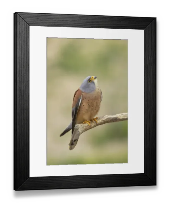Framed Print : Lesser Kestrel (Falco naumanni) adult male, perched on branch, Extremadura, Spain Framed Print : Lesser Kestrel (Falco naumanni) adult male, perched on branch, Extremadura, Spain