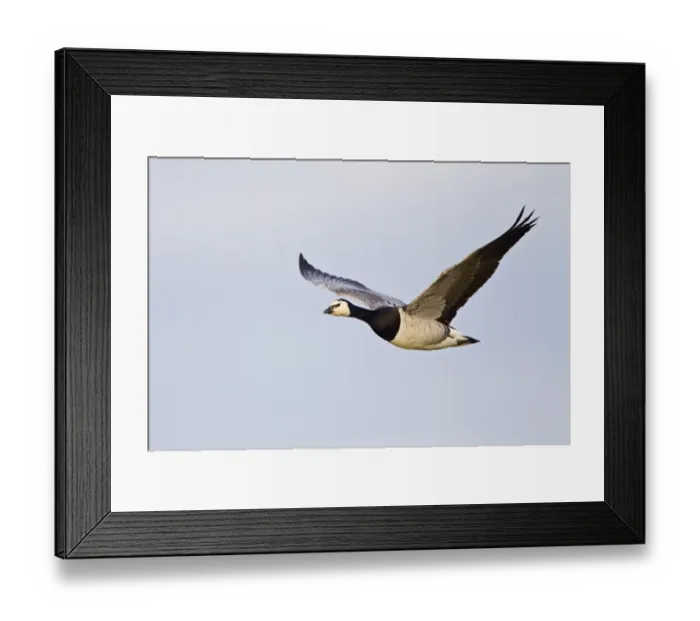 Framed Print : Barnacle Goose (Branta leucopsis) adult, in flight, Islay, Inner Hebrides, Scotland, november Framed Print : Barnacle Goose (Branta leucopsis) adult, in flight, Islay, Inner Hebrides, Scotland, november