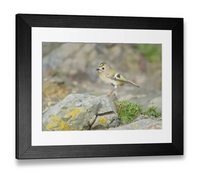 Framed Print : Goldcrest (Regulus regulus) adult female, perched on rock, Fair Isle, Shetland Islands, Scotland, october Framed Print : Goldcrest (Regulus regulus) adult female, perched on rock, Fair Isle, Shetland Islands, Scotland, october