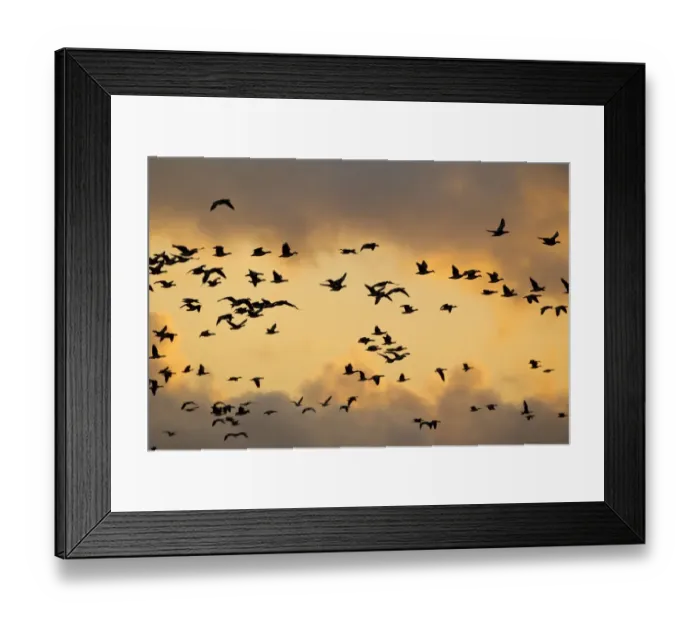 Framed Print : Barnacle Goose (Branta leucopsis) flock, in flight, silhouetted at sunrise, Islay, Inner Hebrides, Scotland, november Framed Print : Barnacle Goose (Branta leucopsis) flock, in flight, silhouetted at sunrise, Islay, Inner Hebrides, Scotland, november