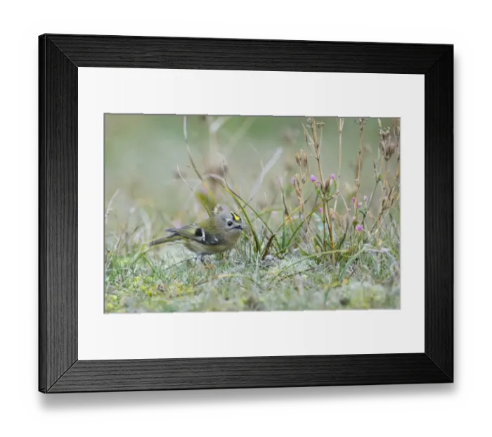 Framed Print : Goldcrest (Regulus regulus) adult, migrant, standing on ground, Holme, Norfolk, England, november
