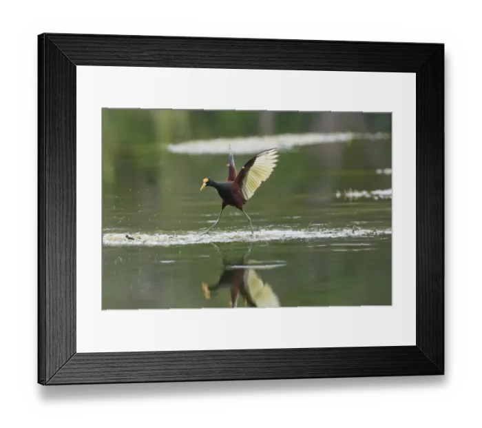 Framed Print : Northern Jacana (Jacana spinosa) adult, with wings spread, walking on aquatic vegetation, Tikal N. P. Peten, Guatemala Framed Print : Northern Jacana (Jacana spinosa) adult, with wings spread, walking on aquatic vegetation, Tikal N. P. Peten, Guatemala