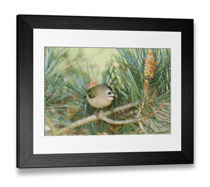 Framed Print : Goldcrest (Regulus regulus) adult, perched on pine twig, Suffolk, England, april Framed Print : Goldcrest (Regulus regulus) adult, perched on pine twig, Suffolk, England, april