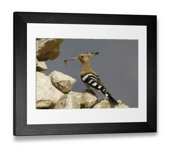 Framed Print : Eurasian Hoopoe (Upupa epops) adult, with grub in beak, perched on rock, Fuerteventura, Canary Islands, march Framed Print : Eurasian Hoopoe (Upupa epops) adult, with grub in beak, perched on rock, Fuerteventura, Canary Islands, march
