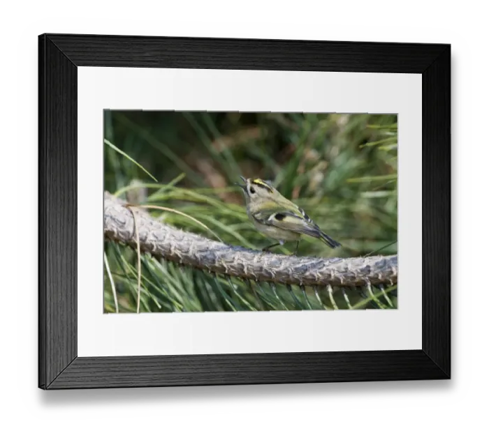Framed Print : Goldcrest (Regulus regulus) adult, singing, perched on pine twig, Suffolk, England, april Framed Print : Goldcrest (Regulus regulus) adult, singing, perched on pine twig, Suffolk, England, april