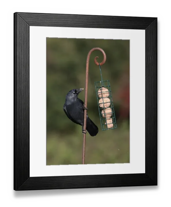 Framed Print : Jackdaw (Corvus monedula) adult, feeding at fat feeder, Norfolk, England, october Framed Print : Jackdaw (Corvus monedula) adult, feeding at fat feeder, Norfolk, England, october