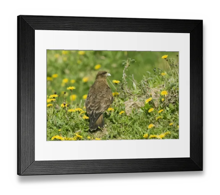 Framed Print : Chimango Caracara (Milvago chimango) adult, standing amongst wildflowers, Tierra del Fuego, Argentina, november