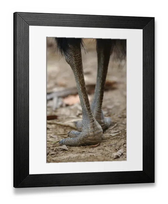Framed Print : Southern Cassowary (Casuarius casuarius) adult, close-up of feet and legs, standing in tropical fan palm forest, Tam O'Shanter N. P. Queensland, Australia, august Framed Print : Southern Cassowary (Casuarius casuarius) adult, close-up of feet and legs, standing in tropical fan palm forest, Tam O'Shanter N. P. Queensland, Australia, august