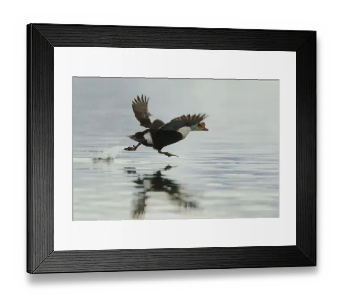 Framed Print : King Eider (Somateria spectabilis) adult male, taking off from sea, Svalbard, july Framed Print : King Eider (Somateria spectabilis) adult male, taking off from sea, Svalbard, july