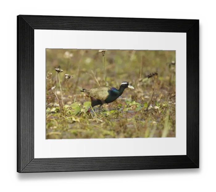 Framed Print : Bronze-winged Jacana (Metopidius indicus) adult, walking in shallow water, Keoladeo Ghana N. P. (Bharatpur), Rajasthan, India