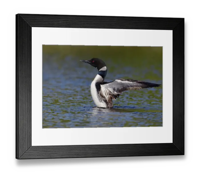 Framed Print : Great Northern Diver (Gavia immer) adult, summer plumage, shaking wings after preening on lake, North Michigan, U. S. A. june Framed Print : Great Northern Diver (Gavia immer) adult, summer plumage, shaking wings after preening on lake, North Michigan, U. S. A. june