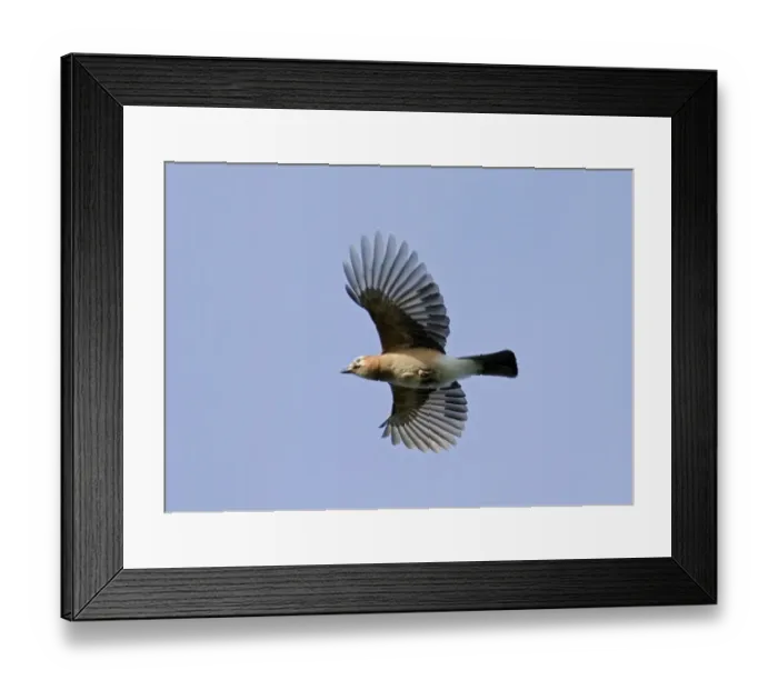Framed Print : Eurasian Jay (Garrulus glandarius) adult, in flight, Richmond Park, London, England, october Framed Print : Eurasian Jay (Garrulus glandarius) adult, in flight, Richmond Park, London, England, october